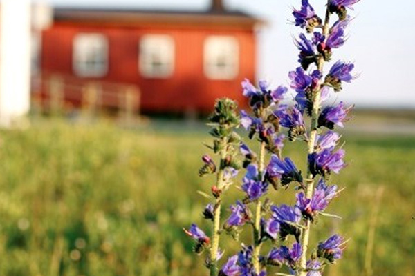 Bunge_Vandrarhem